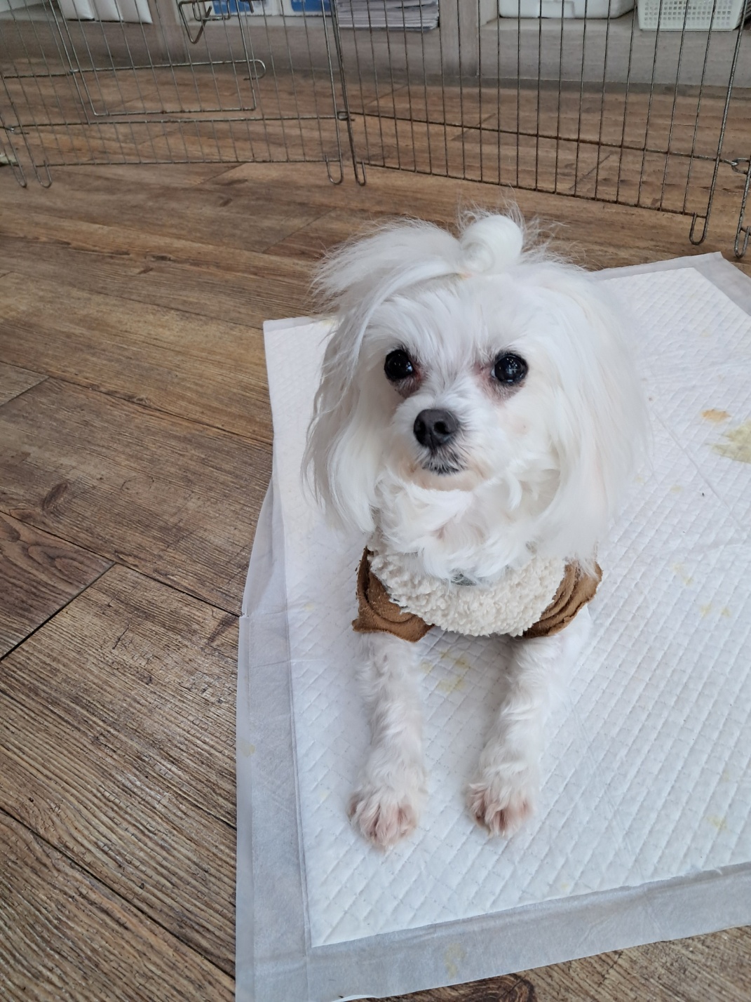 강남동물병원_431370202500201